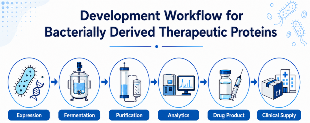 development workflow for bacterially derived therapeutic proteins